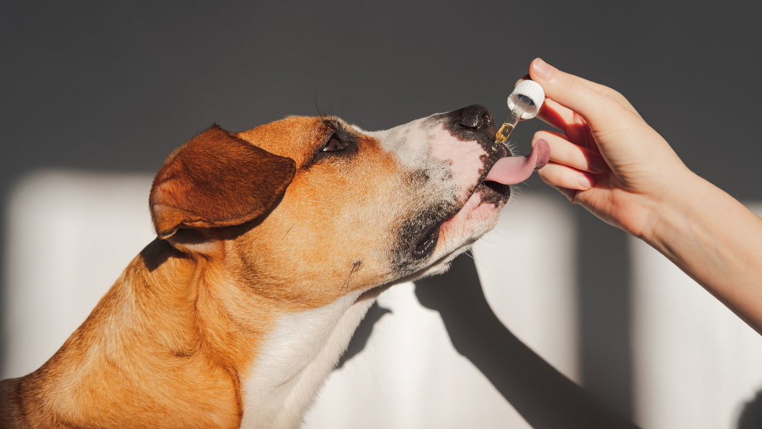 CBD Benefits for Pets, Specially Dogs & Cats