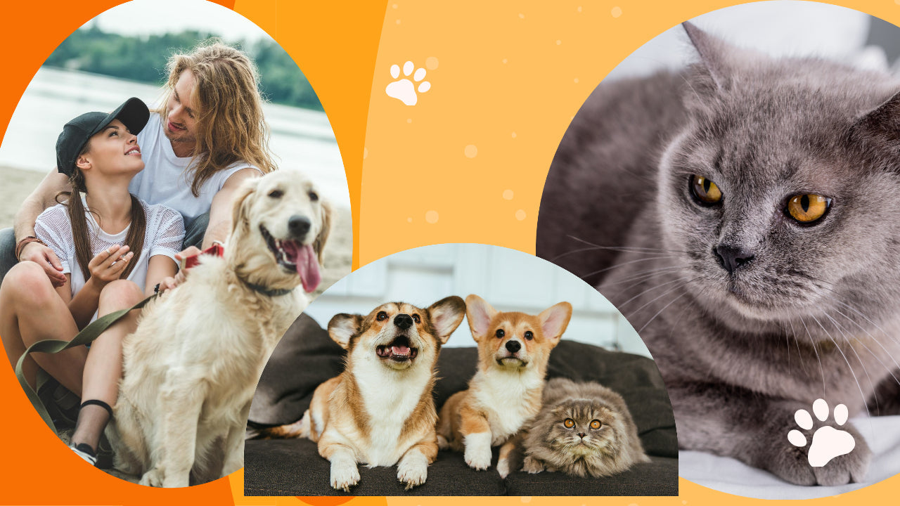 Hebe's CBD Oil for Pets ( dogs and cats )