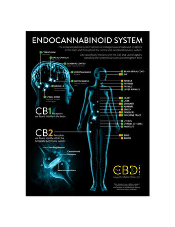 The Science Behind CBD: A Comprehensive Guide to the Endocannabinoid S ...