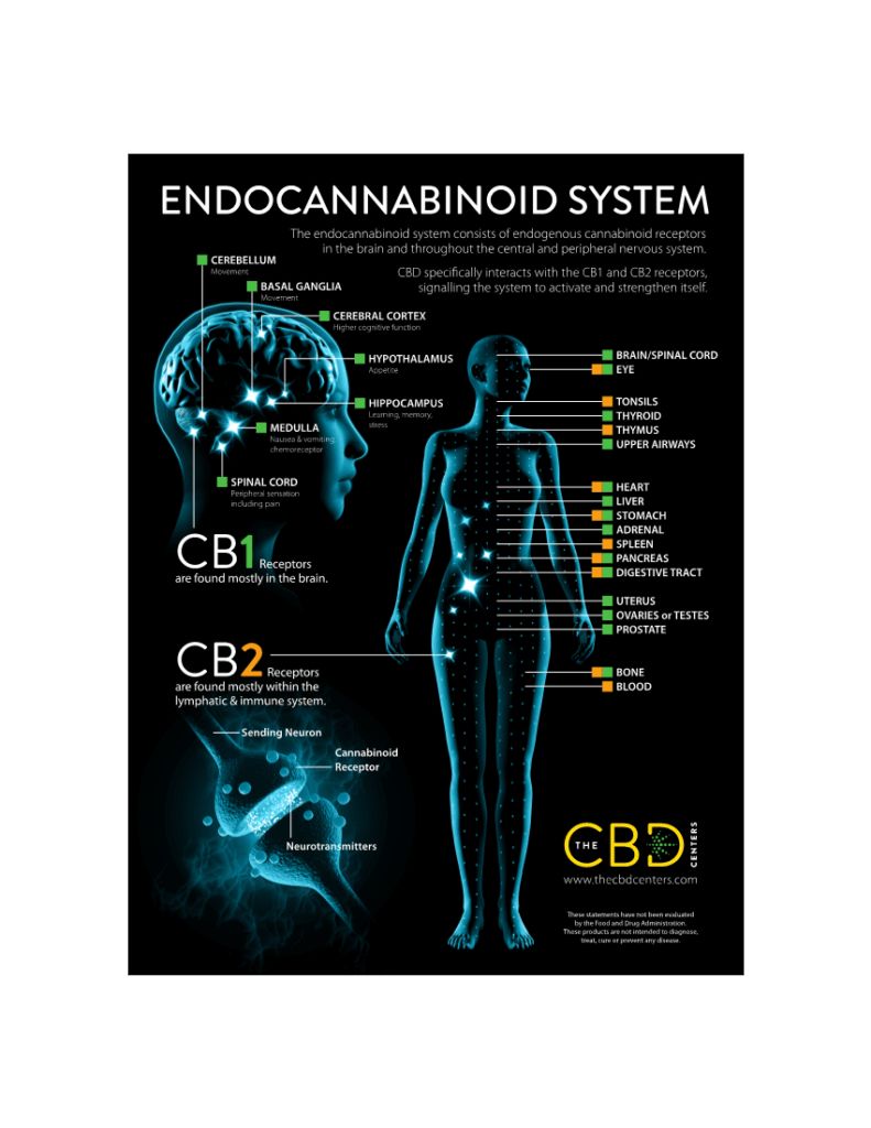 The Science Behind CBD: A Comprehensive Guide to the Endocannabinoid System