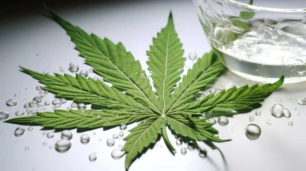 What Is CBD? A Complete Beginner’s Guide and cannabis leave