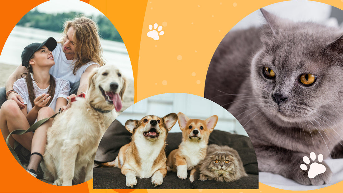 Hebe's CBD Oil for Pets ( dogs and cats )